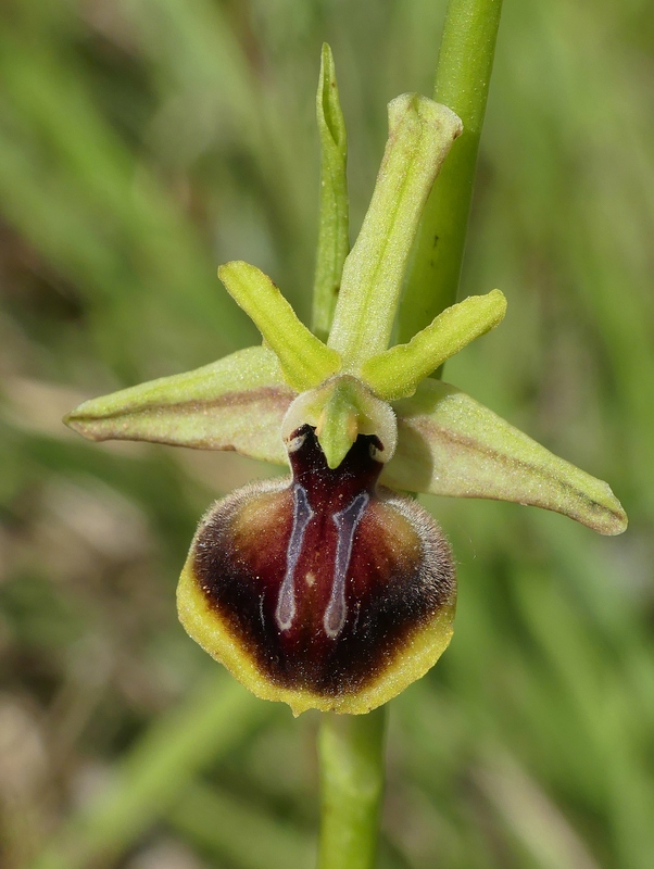 Ophrys tardive e altre orchidee in Epiro - Grecia settentrionale  22_30 maggio 2024.